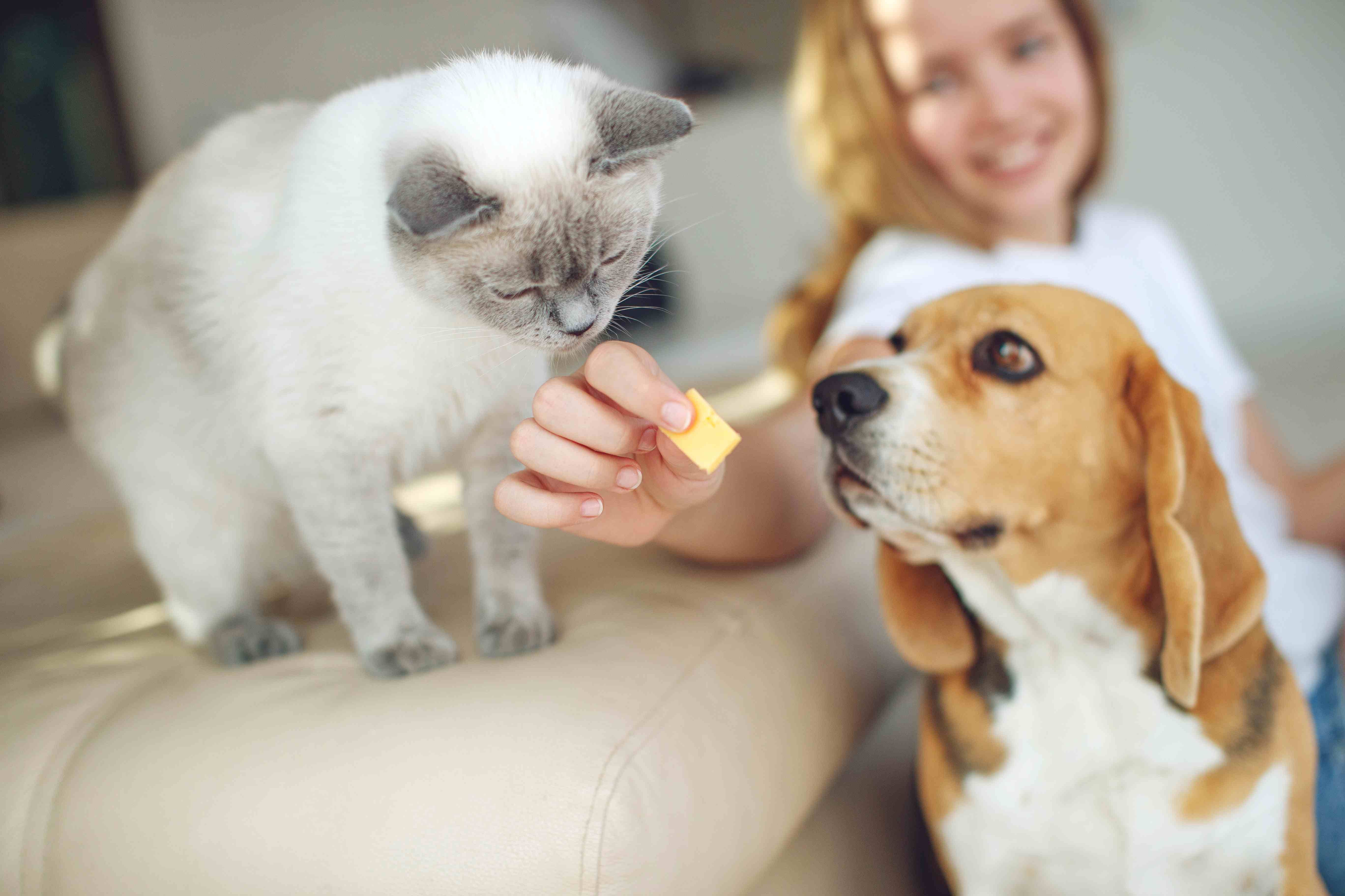 chien chat testeur vista pets